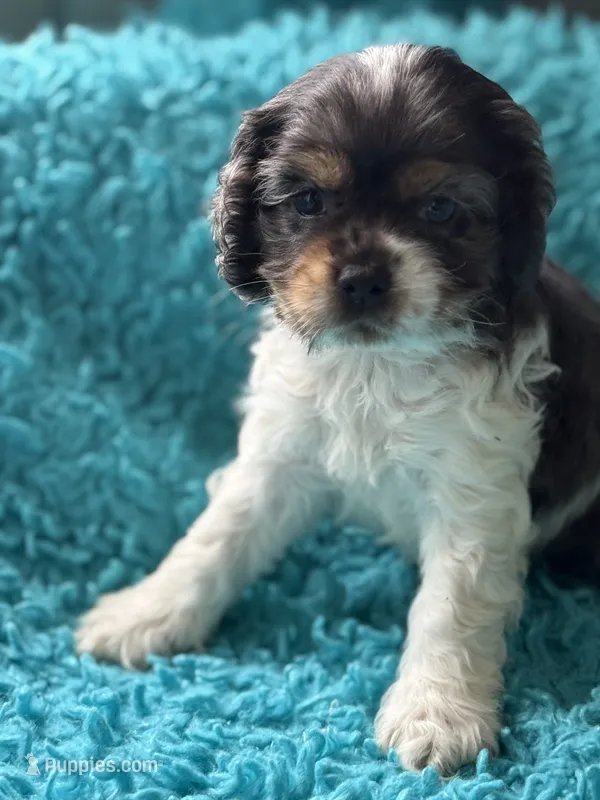 Conner  – Cocker Spaniel puppy for sale in Henderson, TX
