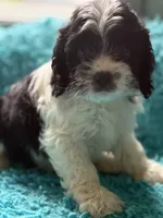 Aden , a male Cockapoo for sale in Henderson, TX – 2 of 2