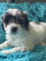 Bj , a male Cockapoo for sale in Henderson, TX – 2 of 2