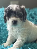 Bj , a male Cockapoo for sale in Henderson, TX – 1 of 2