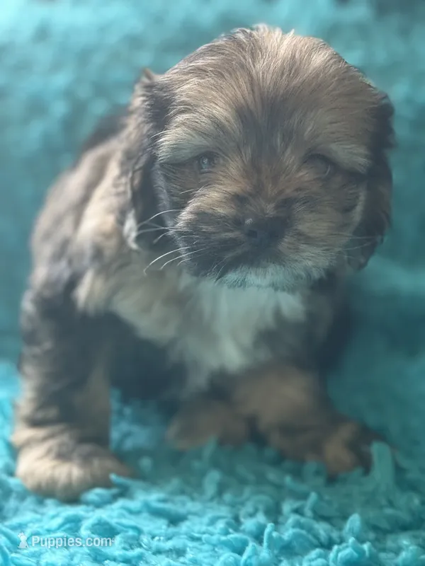 Anna – Cockapoo puppy for sale in Henderson, TX