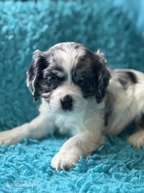 Callie  – Cocker Spaniel puppy for sale in Henderson, TX