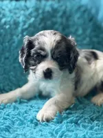 Callie , a female Cocker Spaniel for sale in Henderson, TX – 1 of 1