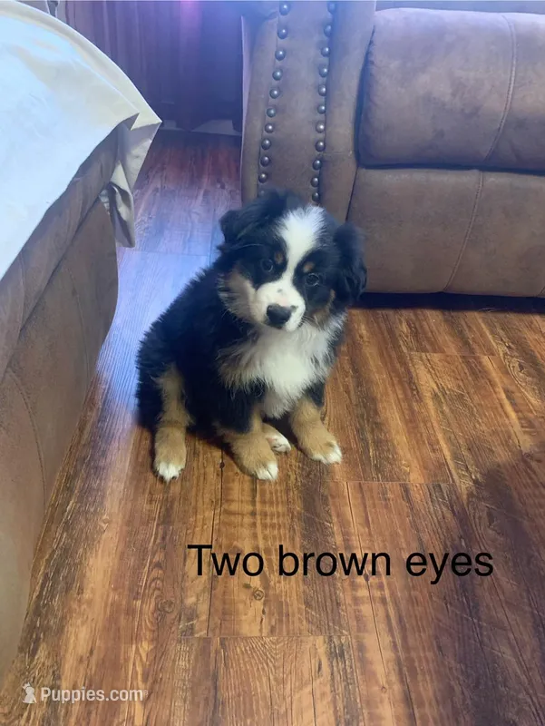 Alex – Miniature Australian Shepherd puppy for sale in Henderson, TX