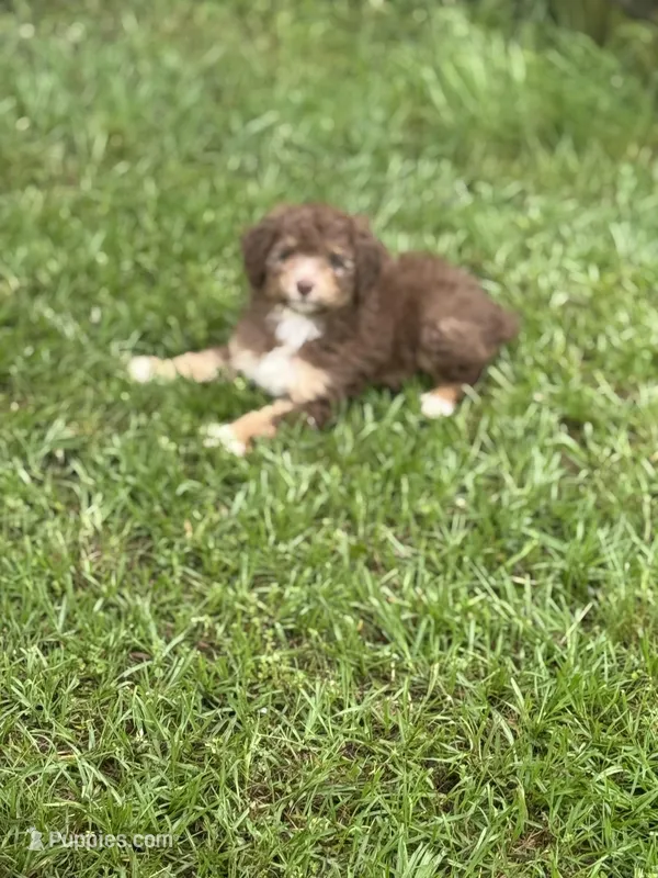 Eli  – Miniature Aussiedoodle puppy for sale in Henderson, TX
