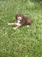 Eli , a male Miniature Aussiedoodle for sale in Henderson, TX – 1 of 1