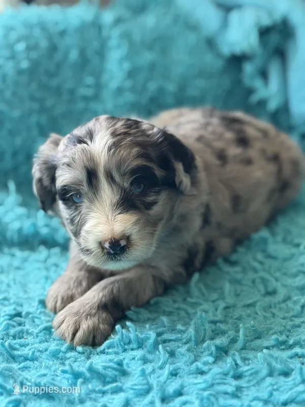 Liam  – Miniature Aussiedoodle puppy for sale in Henderson, TX