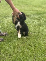 Ellie , a female Miniature Aussiedoodle for sale in Henderson, TX – 2 of 3
