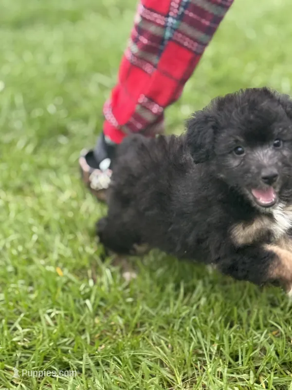 Ellie  – Miniature Aussiedoodle puppy for sale in Henderson, TX