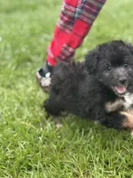 Ellie , a female Miniature Aussiedoodle for sale in Henderson, TX – 1 of 3