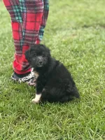 Ellie , a female Miniature Aussiedoodle for sale in Henderson, TX – 3 of 3