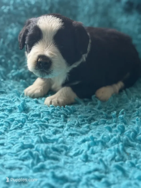 Larry  – Miniature Aussiedoodle puppy for sale in Henderson, TX
