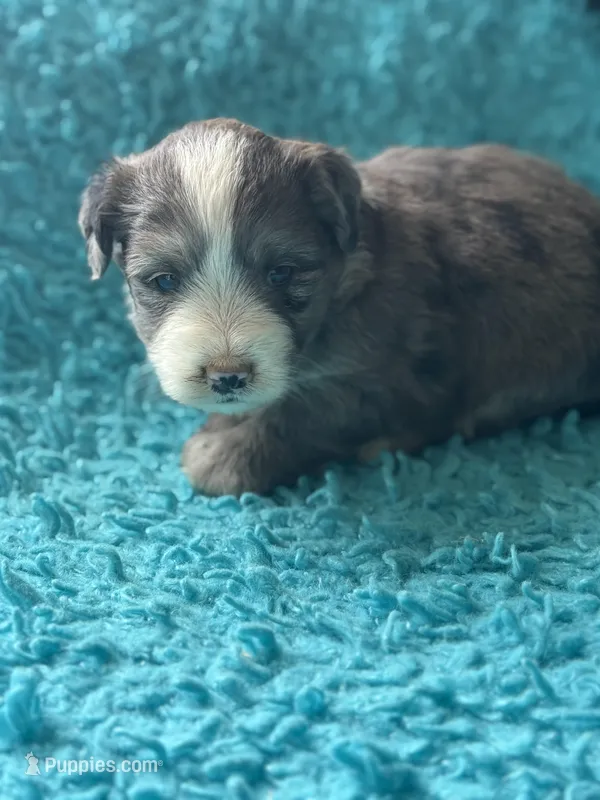 Levi  – Miniature Aussiedoodle puppy for sale in Henderson, TX