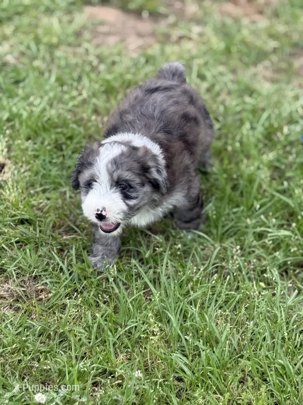 Levi  – Miniature Aussiedoodle puppy for sale in Henderson, TX