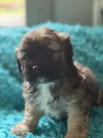 Buddy, a male Cockapoo for sale in Henderson, TX – 1 of 1