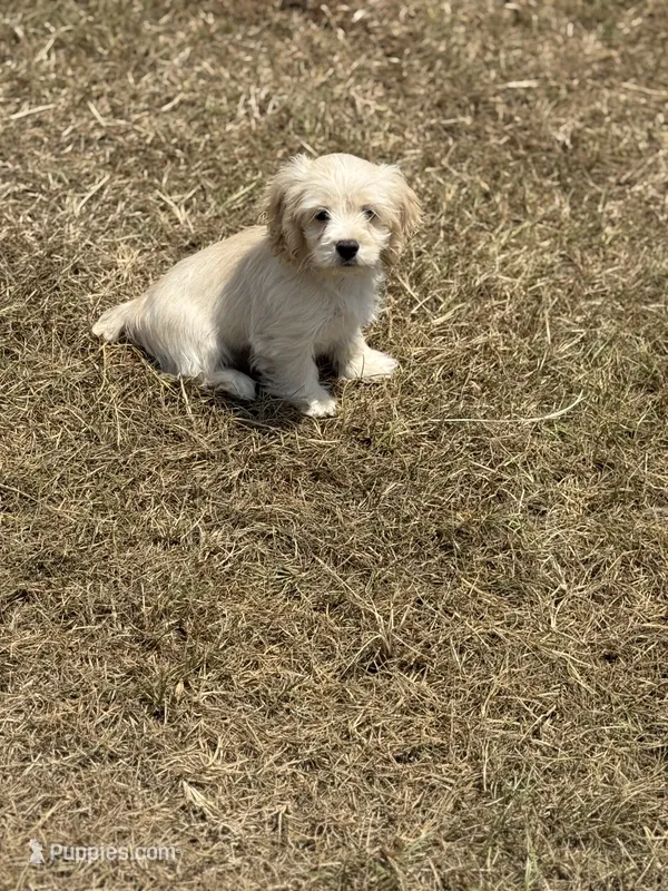 Alex  – Cockapoo puppy for sale in Henderson, TX