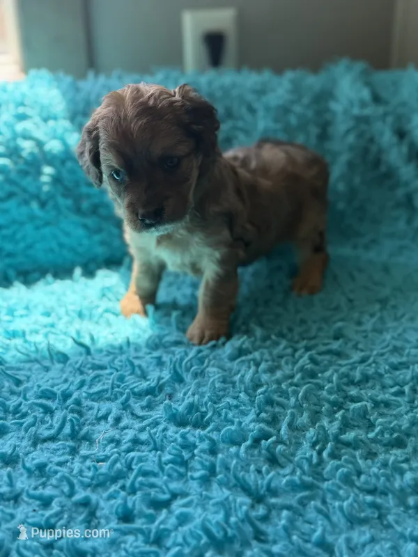 Aubrey  – Miniature Aussiedoodle puppy for sale in Henderson, TX