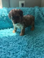 Aubrey , a female Miniature Aussiedoodle for sale in Henderson, TX – 1 of 1
