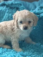 Ariel , a female Cockapoo for sale in Henderson, TX – 2 of 2