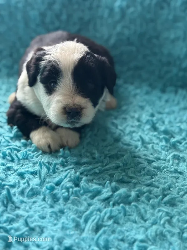 Lucas  – Miniature Aussiedoodle puppy for sale in Henderson, TX