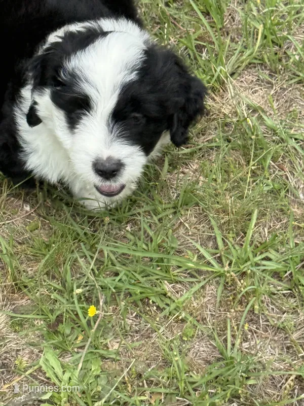 Lucas  – Miniature Aussiedoodle puppy for sale in Henderson, TX