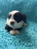 Lucas , a male Miniature Aussiedoodle for sale in Henderson, TX – Photo 2 of 2