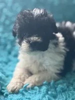 Princess , a female Poodle - Miniature  for sale in Henderson, TX – 1 of 1