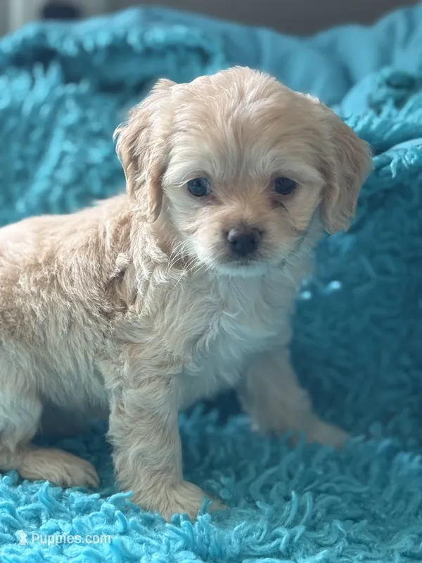 Ariel  – Cockapoo puppy for sale in Henderson, TX