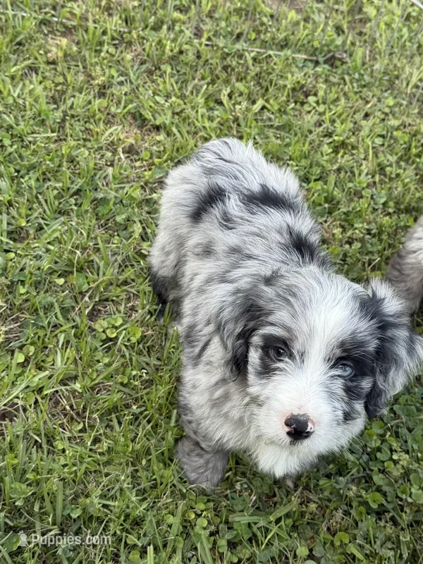 Liam  – Miniature Aussiedoodle puppy for sale in Henderson, TX
