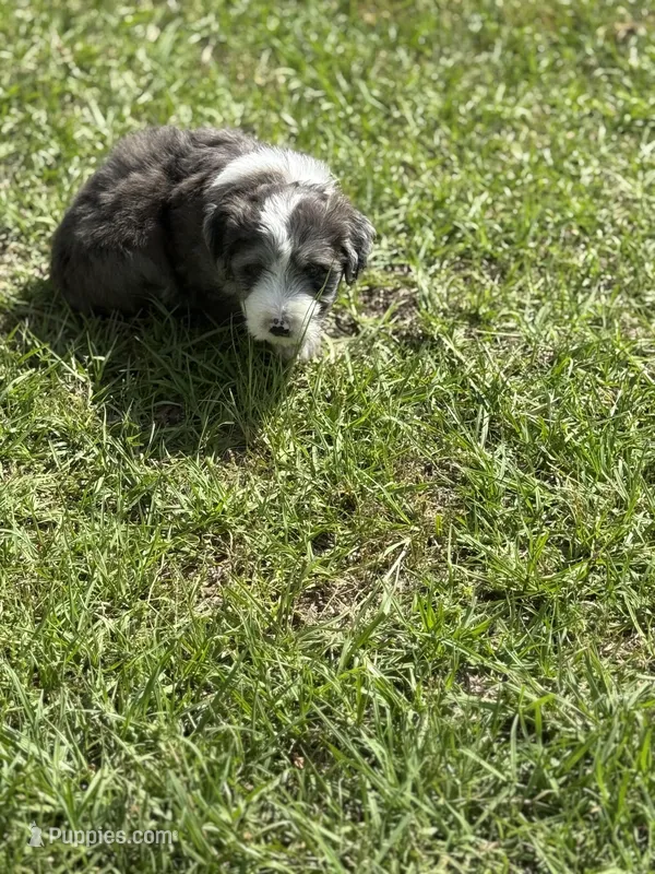 Liam  – Miniature Aussiedoodle puppy for sale in Henderson, TX