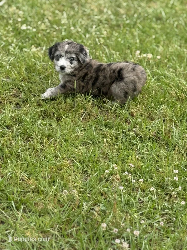 Lilly  – Miniature Aussiedoodle puppy for sale in Henderson, TX