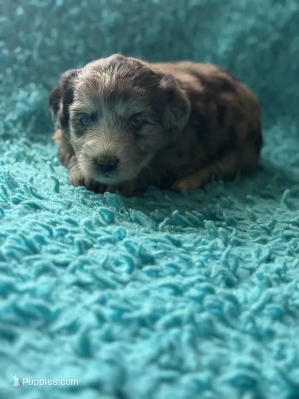 Lilly  – Miniature Aussiedoodle puppy for sale in Henderson, TX