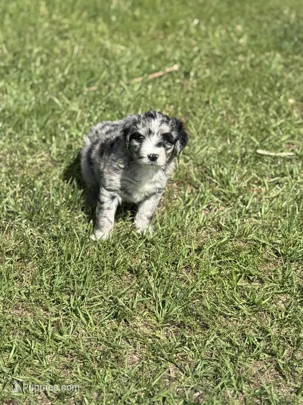 Leo – Miniature Aussiedoodle puppy for sale in Henderson, TX