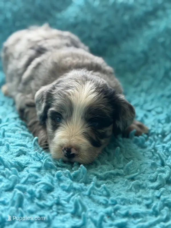 Leo – Miniature Aussiedoodle puppy for sale in Henderson, TX