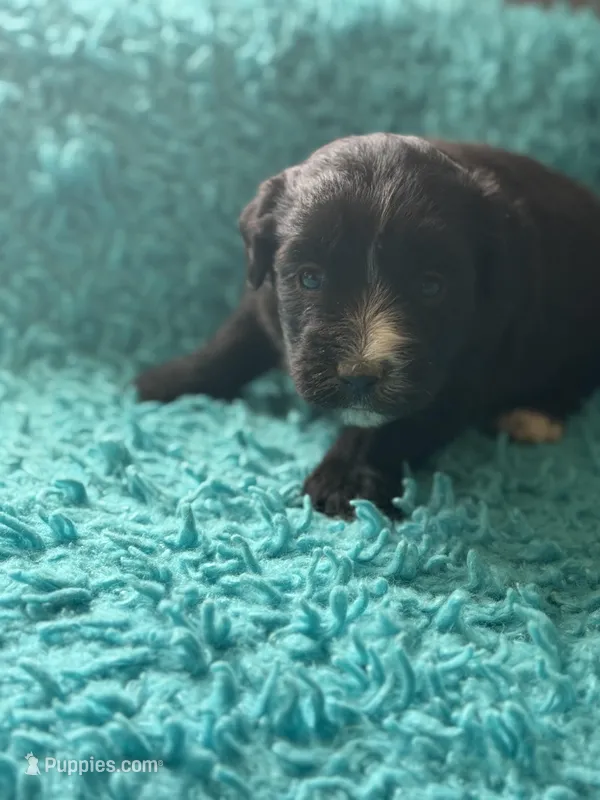 Linda  – Miniature Aussiedoodle puppy for sale in Henderson, TX