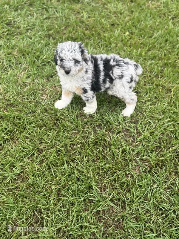 Emmet  – Miniature Aussiedoodle puppy on hold in Henderson, TX
