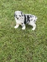 Emmet , a male Miniature Aussiedoodle for sale in Henderson, TX – 1 of 1