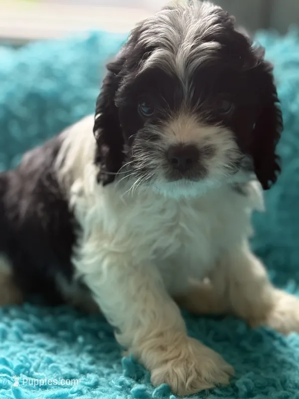 Aden  – Cockapoo puppy for sale in Henderson, TX