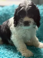 Aden , a male Cockapoo for sale in Henderson, TX – 1 of 2