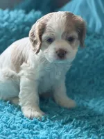 Casey , a female Cocker Spaniel for sale in Henderson, TX – 1 of 1