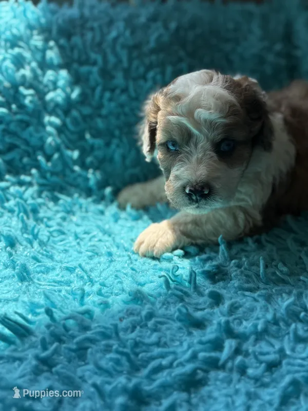Asher  – Miniature Aussiedoodle puppy for sale in Henderson, TX