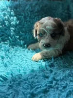 Asher , a male Miniature Aussiedoodle for sale in Henderson, TX – 1 of 3