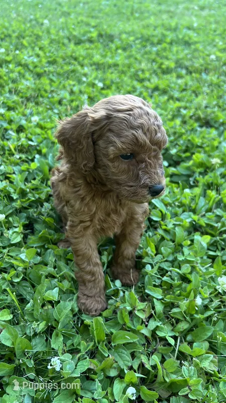 Puppy 2  – Poodle - Toy  puppy for sale in Sacramento, CA