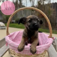 Poppy, a female Chihuahua and Poodle - Miniature  for sale in Indialantic, FL – Photo 2 of 4