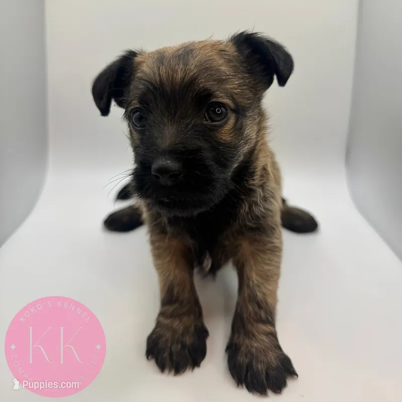 Poppy – Chihuahua, Poodle - Miniature  puppy for sale in Indialantic, FL