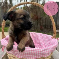 Poppy, a female Chihuahua and Poodle - Miniature  for sale in Indialantic, FL – Photo 3 of 4