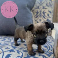 Poppy, a female Chihuahua and Poodle - Miniature  for sale in Indialantic, FL – Photo 4 of 4