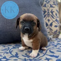 Rex, a male Chihuahua and Poodle - Miniature  for sale in Indialantic, FL – Photo 2 of 4