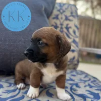 Rex, a male Chihuahua and Poodle - Miniature  for sale in Indialantic, FL – Photo 3 of 4