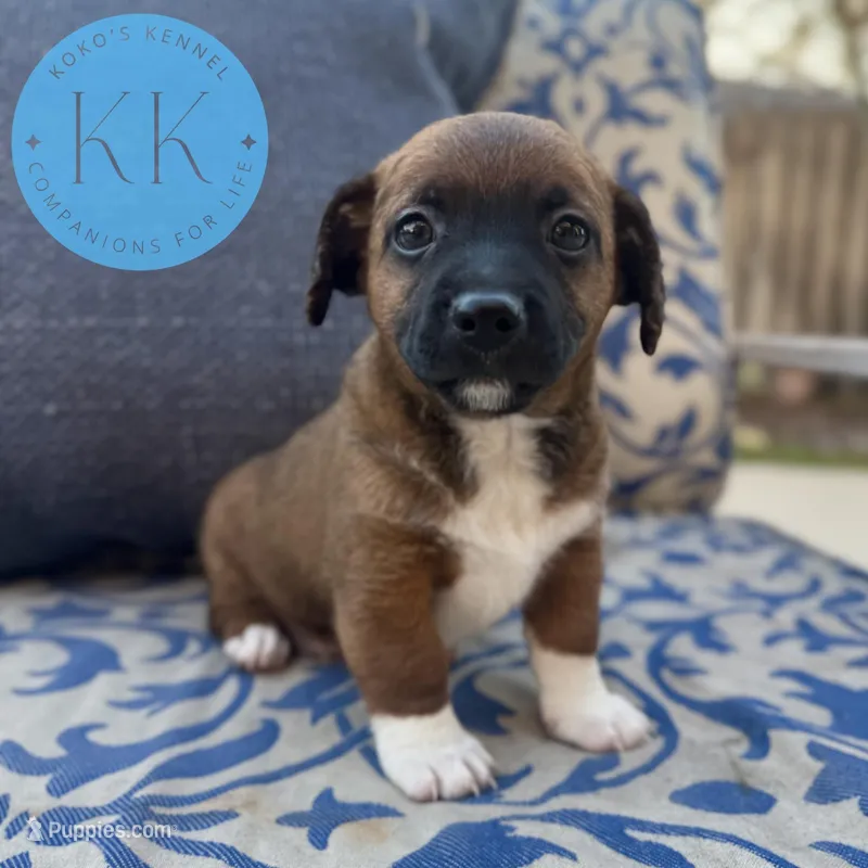 Rex – Chihuahua, Poodle - Miniature  puppy for sale in Indialantic, FL